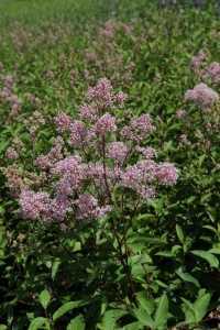 Ceanothus Pallidus Marie Simon