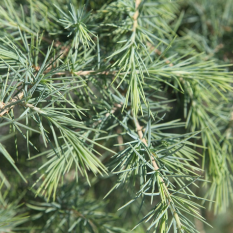 Cedrus Deodara