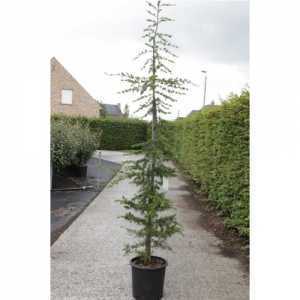 Cedrus Libani Cedar Of Lebanon 125-150cm 18ltr