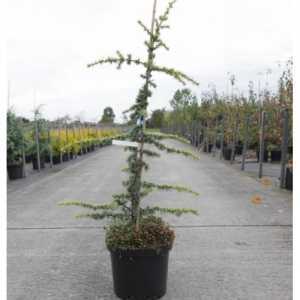 Cedrus Libani 