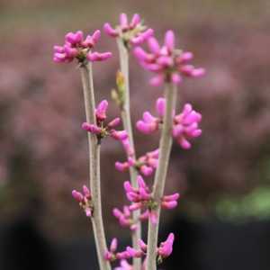 Cercis Chinensis 