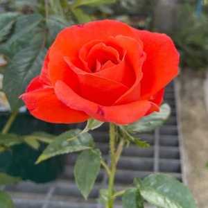 Alexander Hybrid Tea Rose