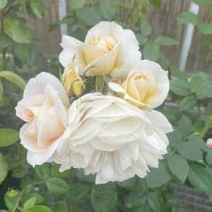 Champagne Moment Floribunda Rose