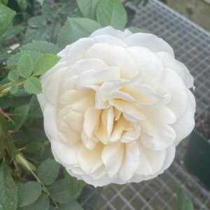 Champagne Moment Floribunda Rose