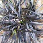 Ophiopogon Planiscapus  