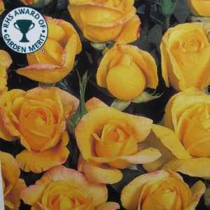 Chinatown Floribunda Rose