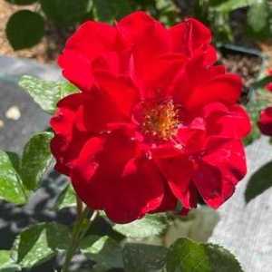 Evelyn Fison Floribunda Rose