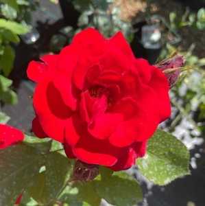 Evelyn Fison Floribunda Rose