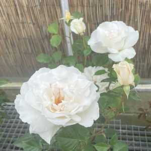 Margaret Merril Floribunda Rose