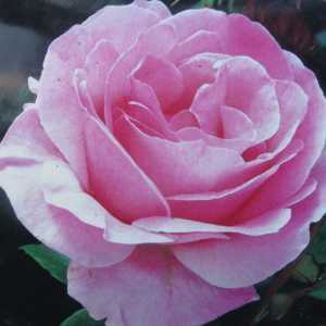 Queen Elizabeth Floribunda Rose