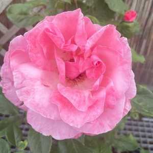 Queen Elizabeth Floribunda Rose