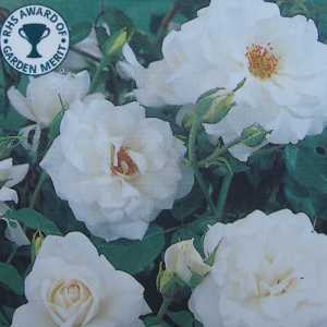 Iceberg Climbing Rose