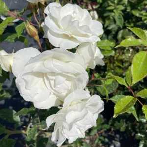 Iceberg Climbing Rose