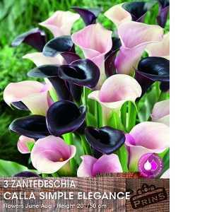 Calla Lily Zantedeschia Simple Elegance Pack of 3 Bulbs
