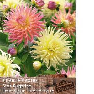 Dahlia Cactus Star Surprise 3 Per Pack