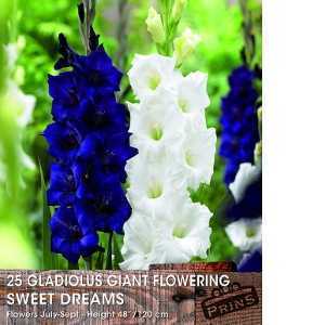 Gladiolus Giant Flowering Sweet Dreams 25 Per Pack