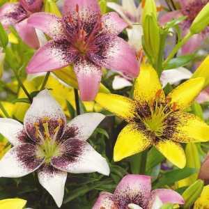 Lilium Asiatic Pixels Mixed 5 Per Pack