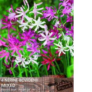 Nerine Bowdenii Mixed 4 Per Pack