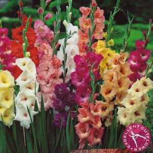 Gladiolus Garden Mixture 50 Per Pack