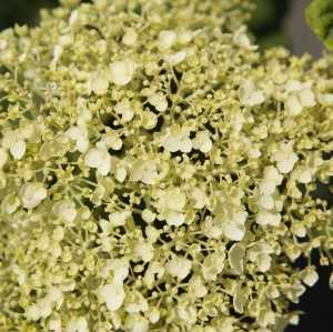 Hydrangea Arborescens Incrediball Strong Annabelle