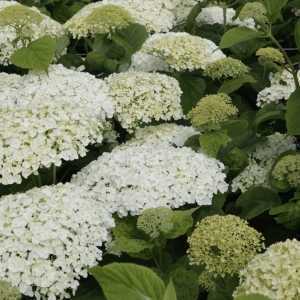 Hydrangea Arborescens Incrediball Strong Annabelle