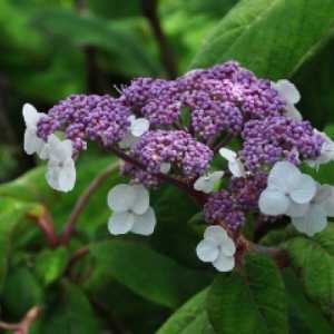 Hydrangea Aspera Sargentiana