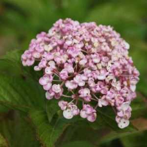 Hydrangea Macrophylla (Mophead) Ayesha