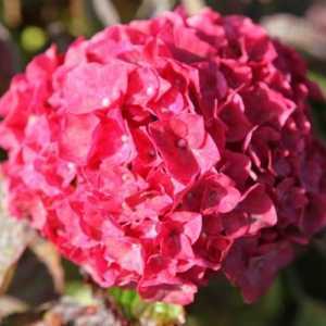 Hydrangea Macrophylla Glowing Embers