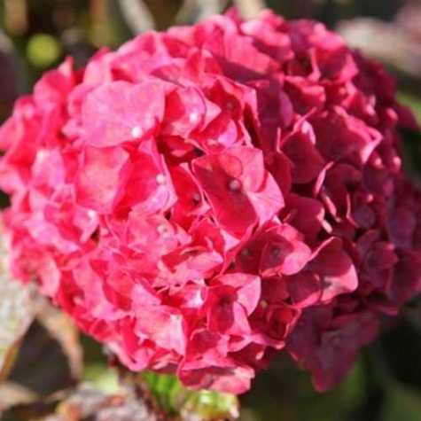 Hydrangea Macrophylla Glowing Embers