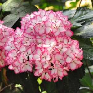 Hydrangea Macrophylla Mirai