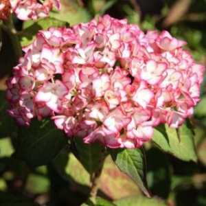 Hydrangea Macrophylla Mirai