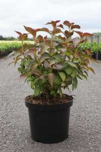 Hydrangea Macrophylla Mirai