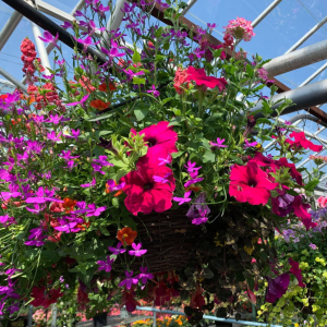 Summer Planted Mixed Wicker Hanging Baskets 14 Inch