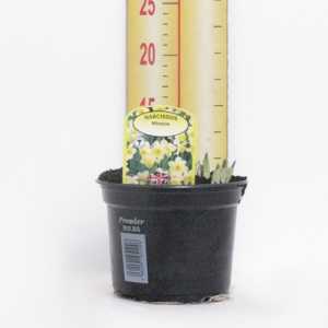 Narcissus 'Minnow' Potted Bulbs 13cm Pot