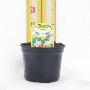 Narcissus 'Topolino' Potted Bulbs 13cm