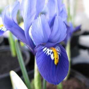 Iris 'Harmony' Potted Bulbs 13cm