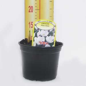 Crocus 'Prins Claus' Potted Bulbs 13cm