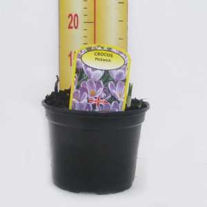 Crocus 'Pickwick' Potted Bulbs 13cm