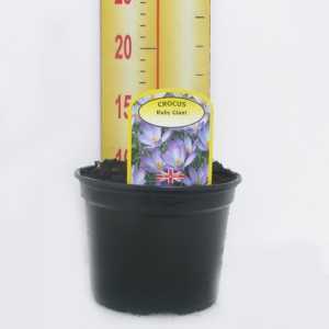 Crocus 'Ruby Giant' Potted Bulbs 13cm