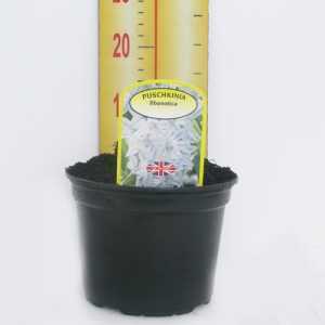 Puschkinia Libanotica Potted Bulbs 13cm