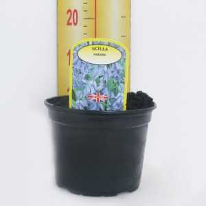 Scilla Nutans 'English Bluebell' Potted Bulbs 13cm