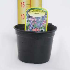 Hyacinthoides Mixed Potted Bulbs 13cm