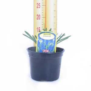 Muscari Armeniacum Potted Bulbs 13cm