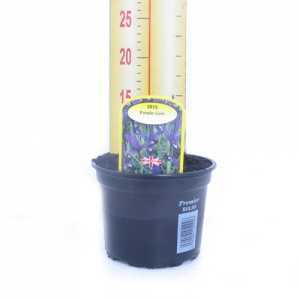 Iris 'Purple Gem' Potted Bulbs 13cm