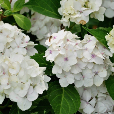 Hydrangea Macrophylla Madame Emile Mouillere