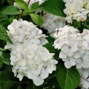 Hydrangea Macrophylla Madame Emile Mouillere