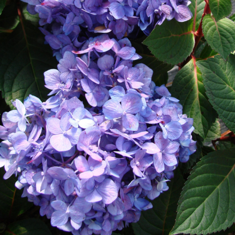 Hydrangea Macrophylla Endless Summer Bloomstar