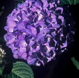 Hydrangea Macrophylla Endless Summer Bloomstar