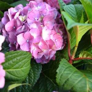 Hydrangea Macrophylla Endless Summer Bloomstar