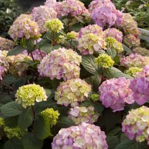 Hydrangea Macrophylla Endless Summer Bloomstar